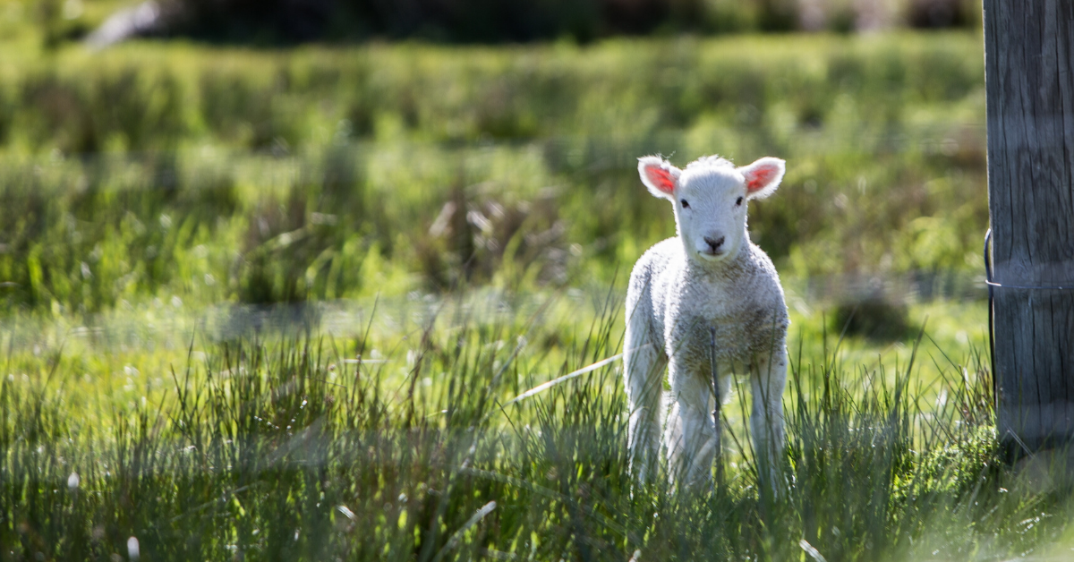 Surrendering Fears to the Good Shepherd: Covid-19 lessons of love and praise
