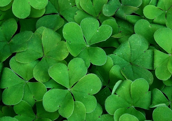 5 Things You Probably Don’t Know About St. Patrick